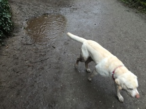 Wallowing in the Mud